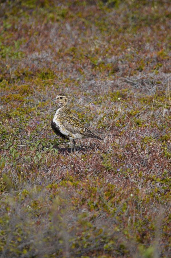 Sky Sighting Igluhus - Stay'In Arbakki Arskogssandur Exterior photo