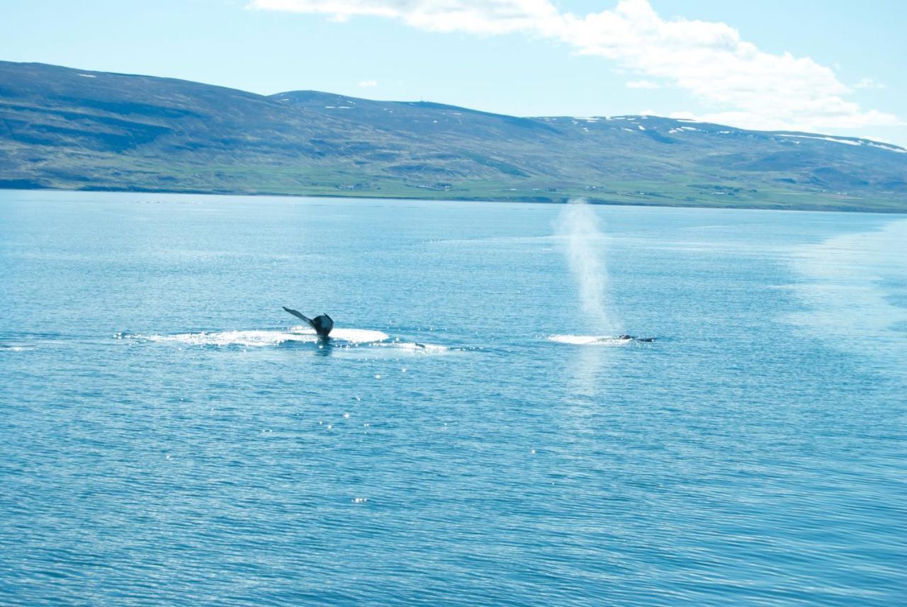 Sky Sighting Igluhus - Stay'In Arbakki Arskogssandur Exterior photo